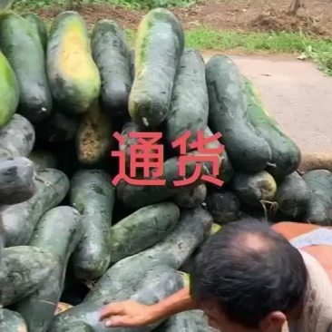 加工厂通货个头大肉厚老瓜