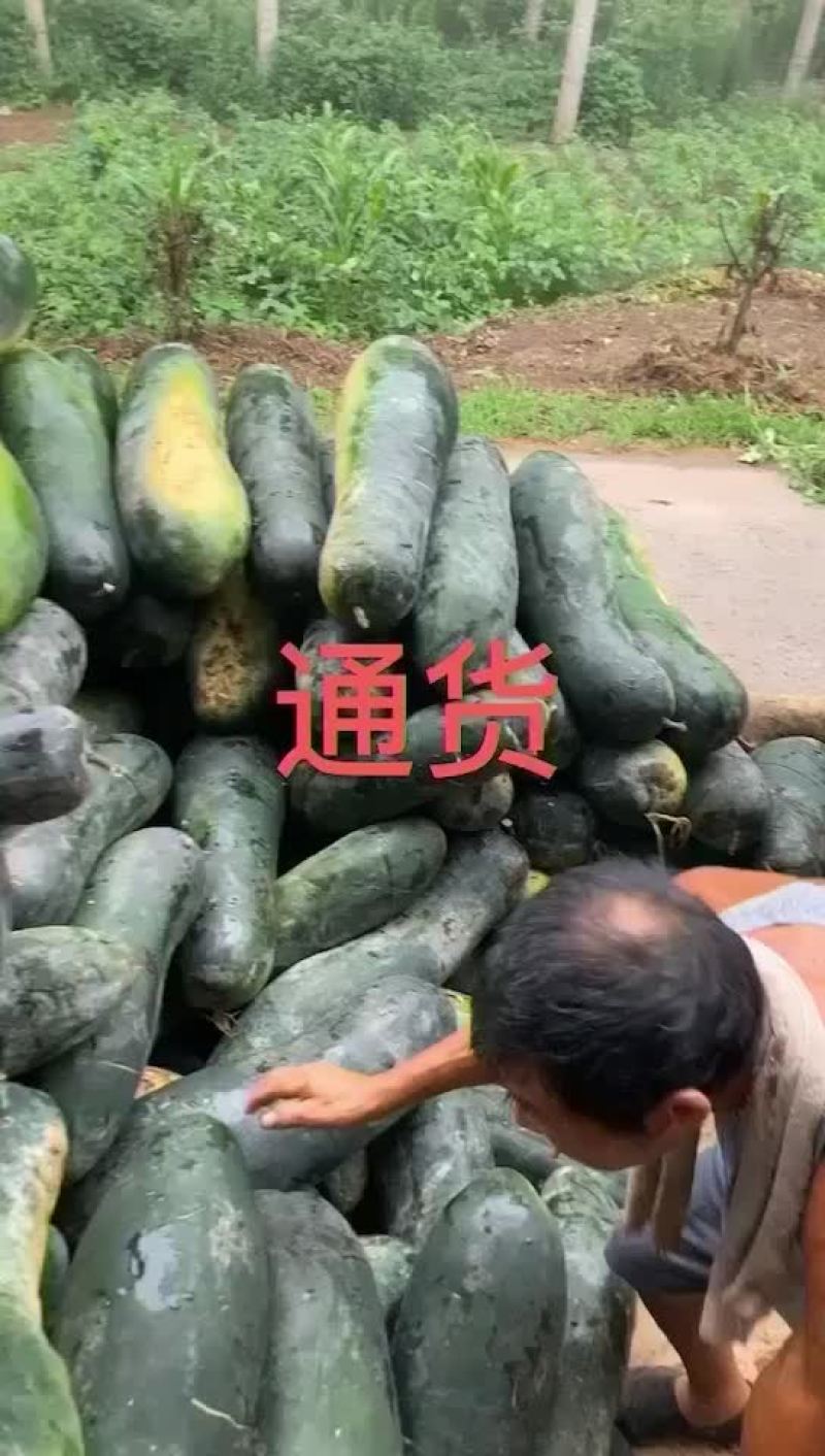 加工厂通货个头大肉厚老瓜