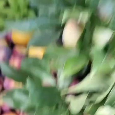 吉胜桃李