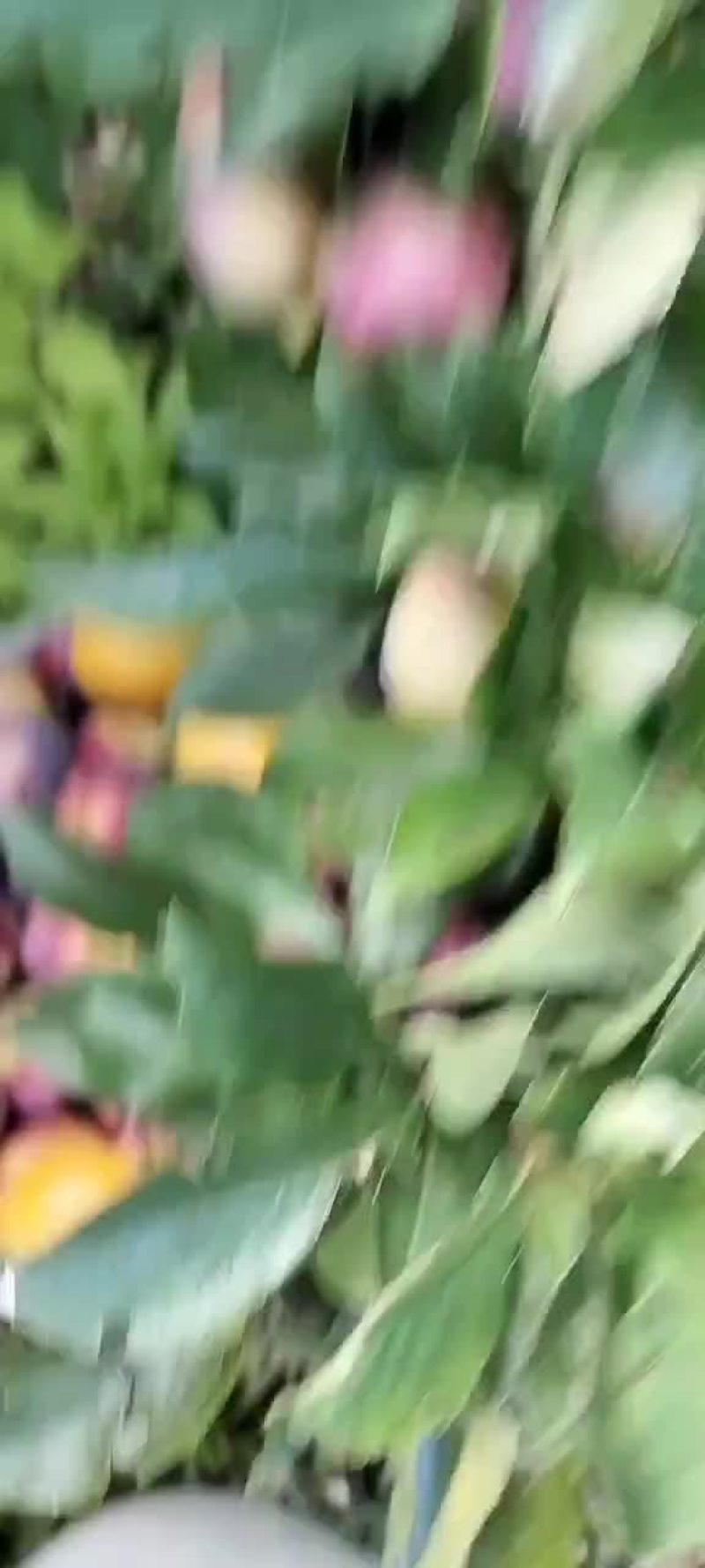吉胜桃李
