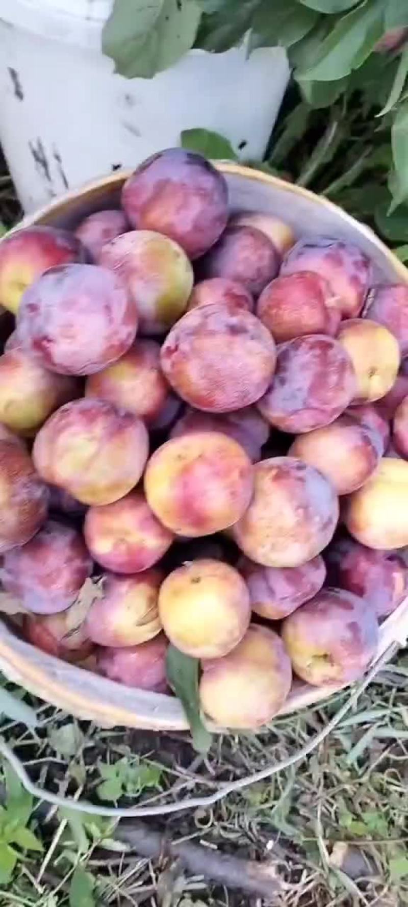 吉胜桃李