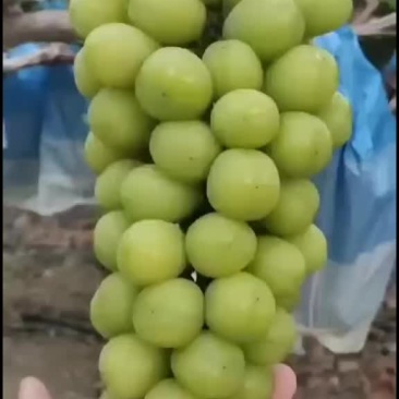 阳光玫瑰