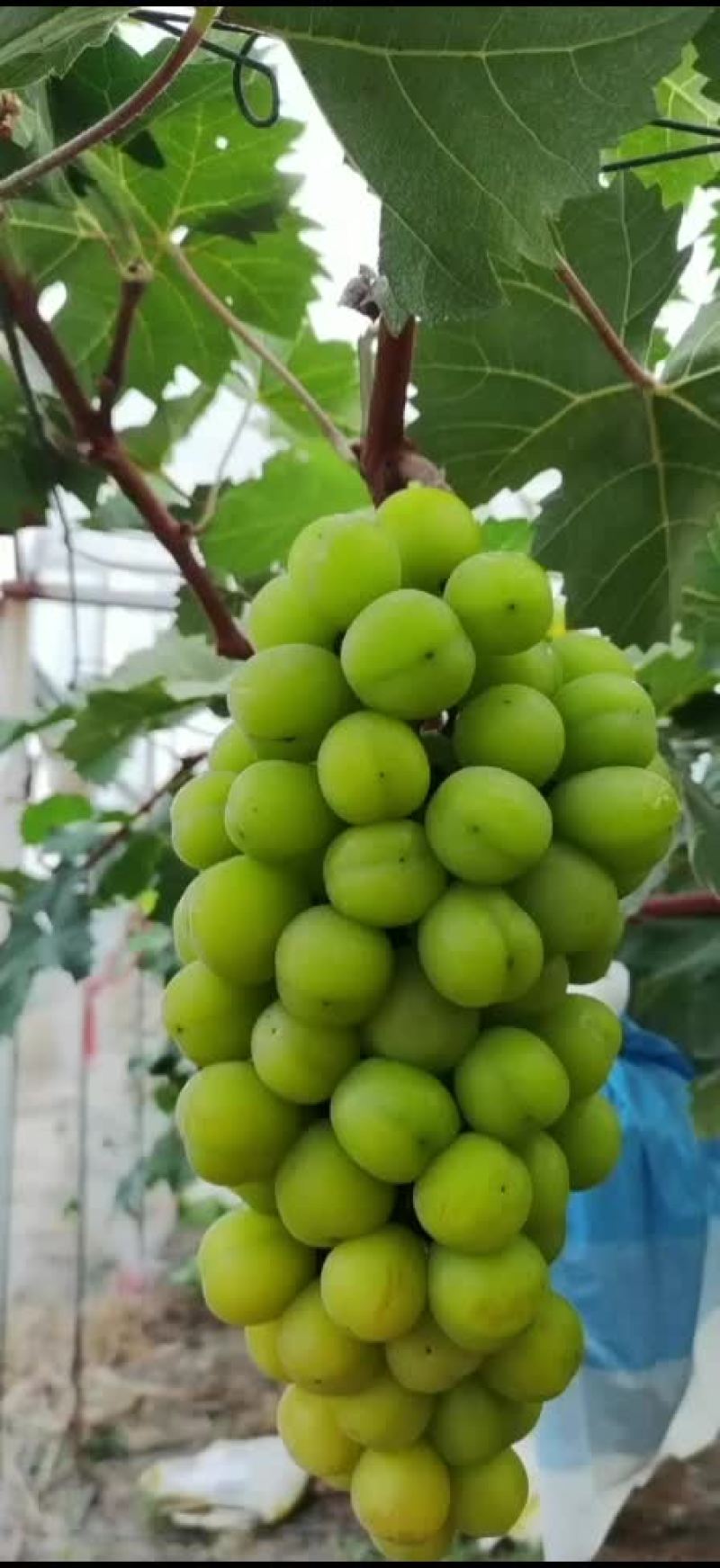 阳光玫瑰
