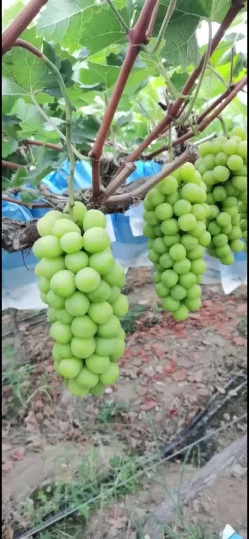 阳光玫瑰