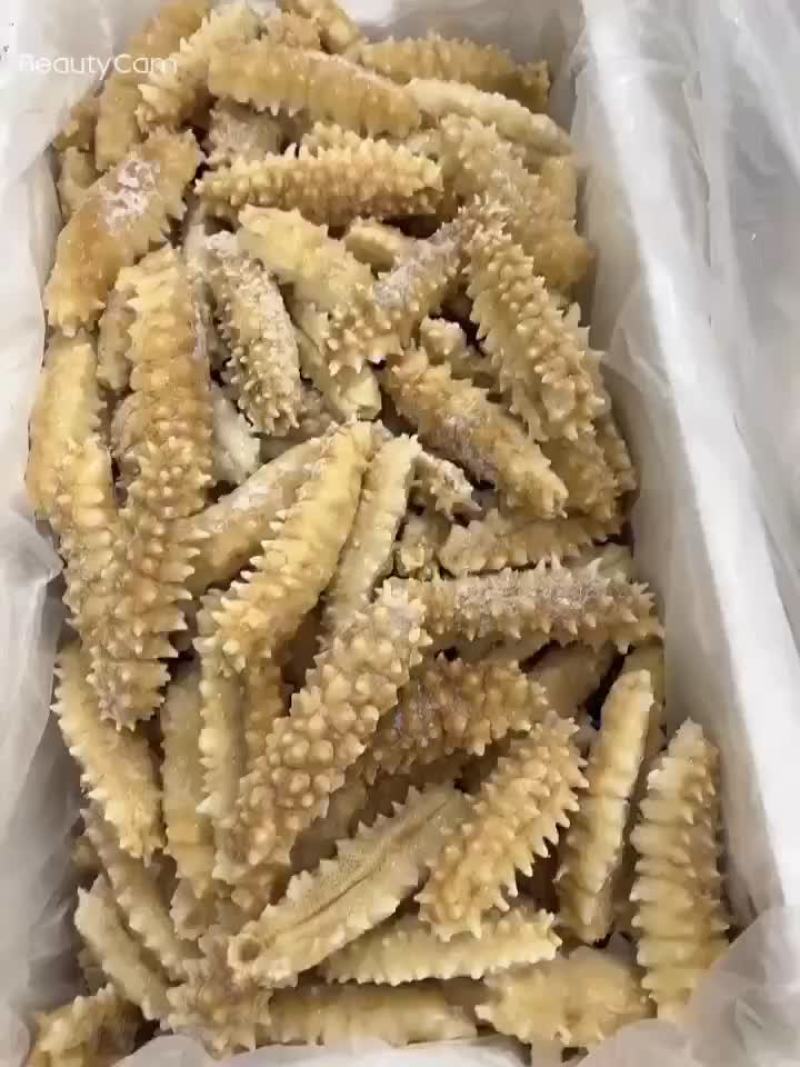 黄金刺参。条形差的