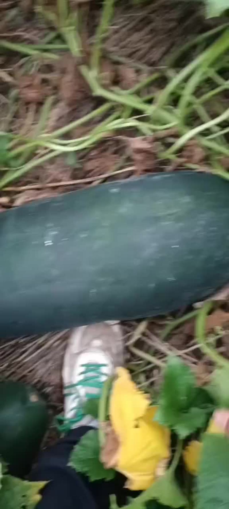黑皮冬瓜
