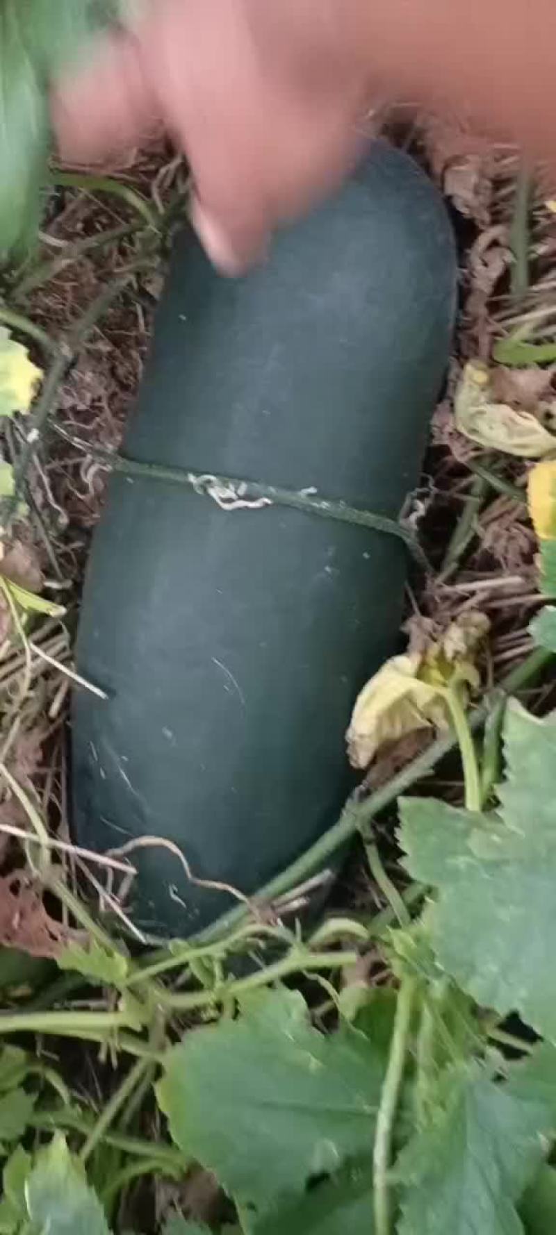 黑皮冬瓜