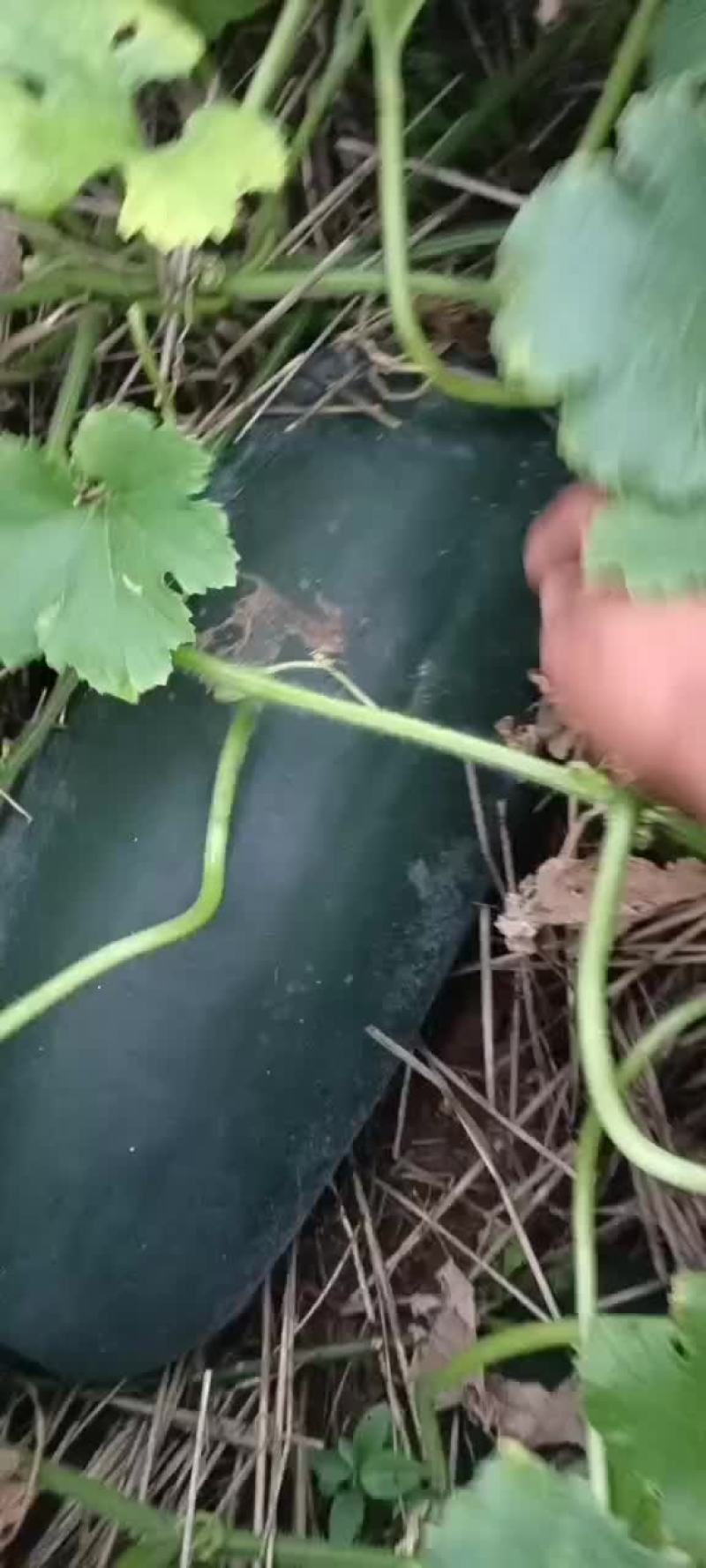 黑皮冬瓜