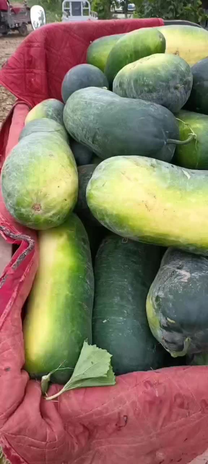 黑皮冬瓜