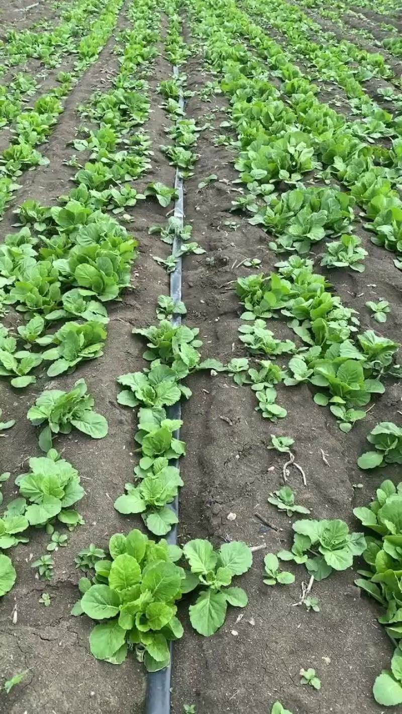 白菜苗。一斤0.8元，可吃，可种