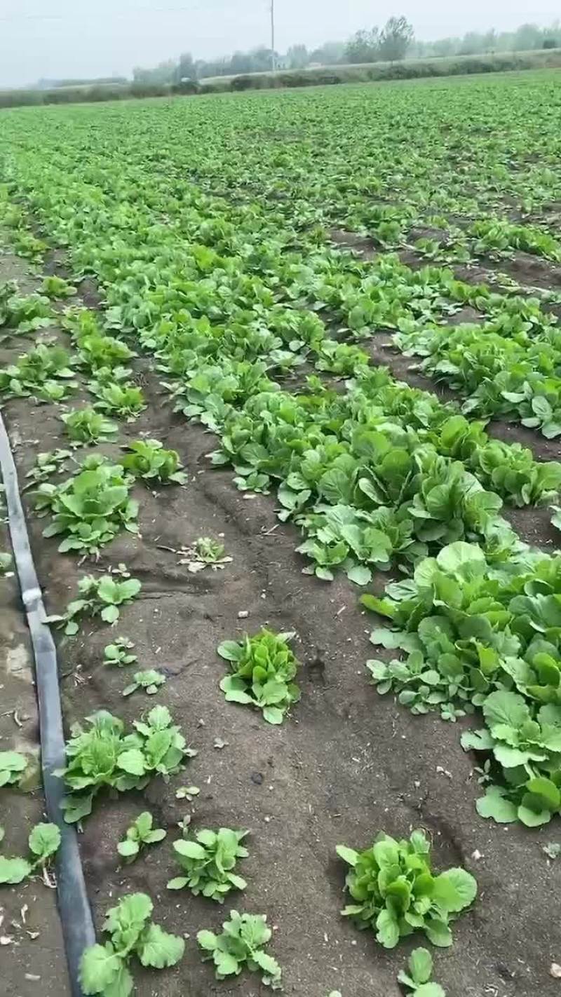白菜苗。一斤0.8元，可吃，可种