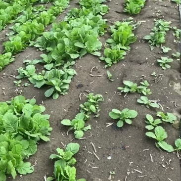白菜苗。一斤0.8元，可吃，可种