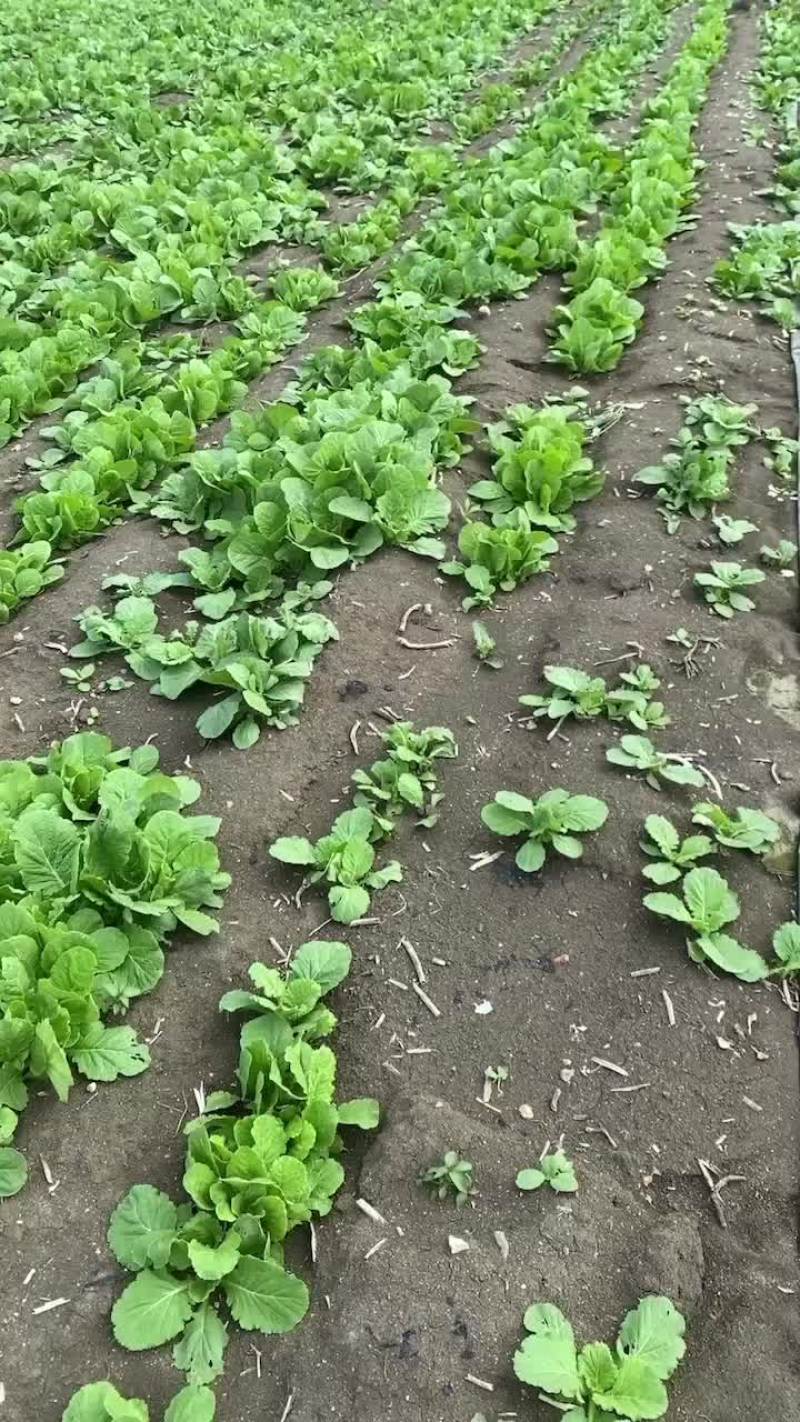 白菜苗。一斤0.8元，可吃，可种