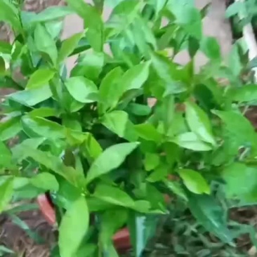 双色茉莉/鸳鸯茉莉