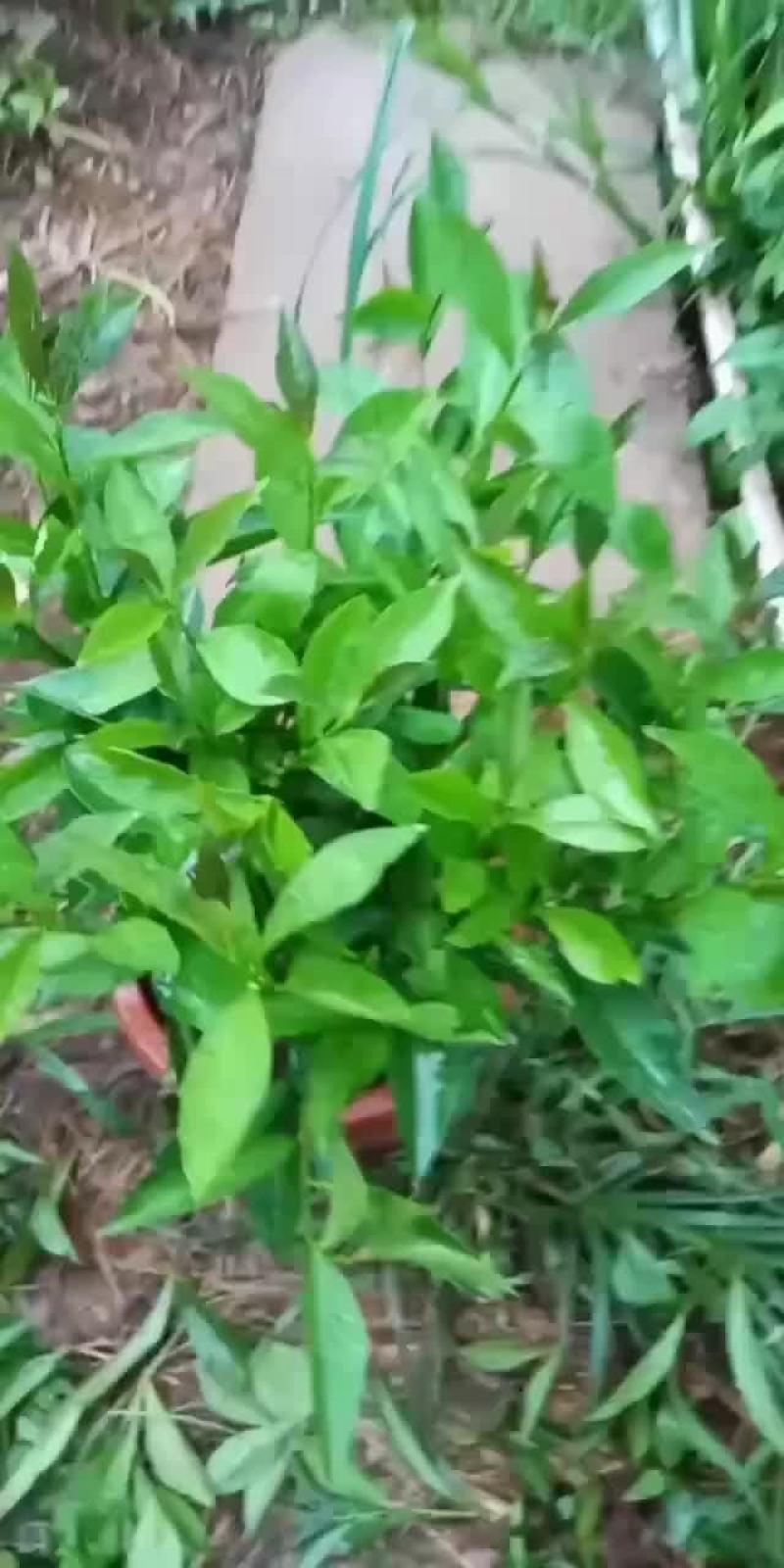 双色茉莉/鸳鸯茉莉