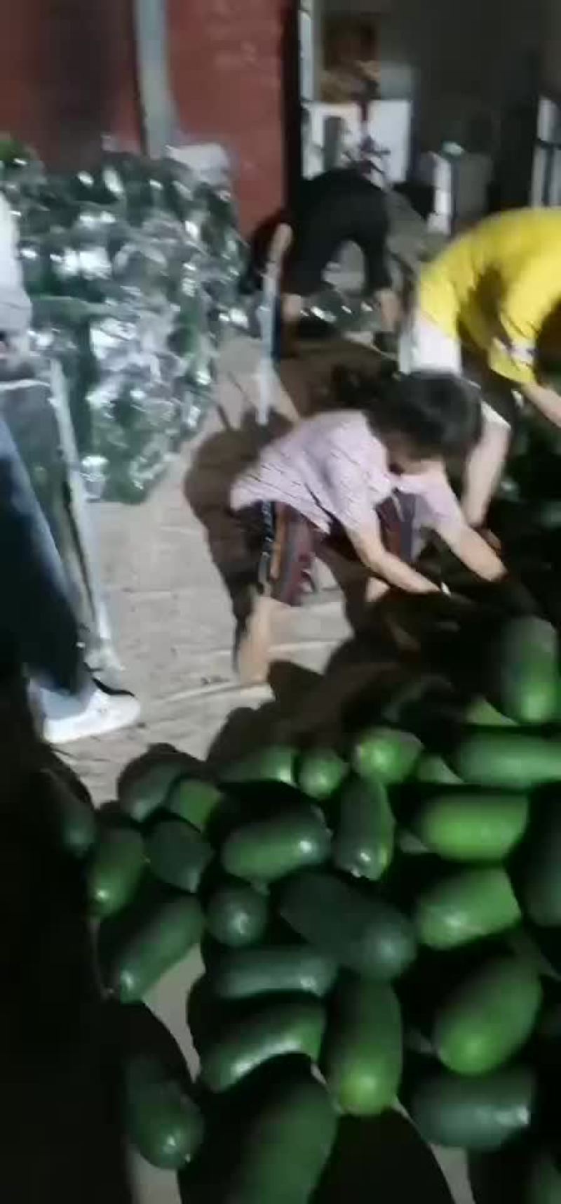 体型均匀。密度好。大量现货。随时致电。