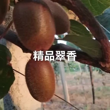 翠香猕猴桃，纯甜口感。大量供应
