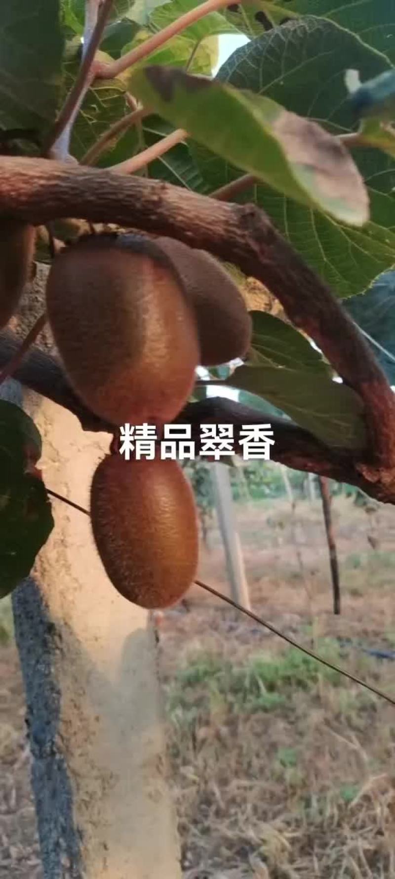 翠香猕猴桃，纯甜口感。大量供应