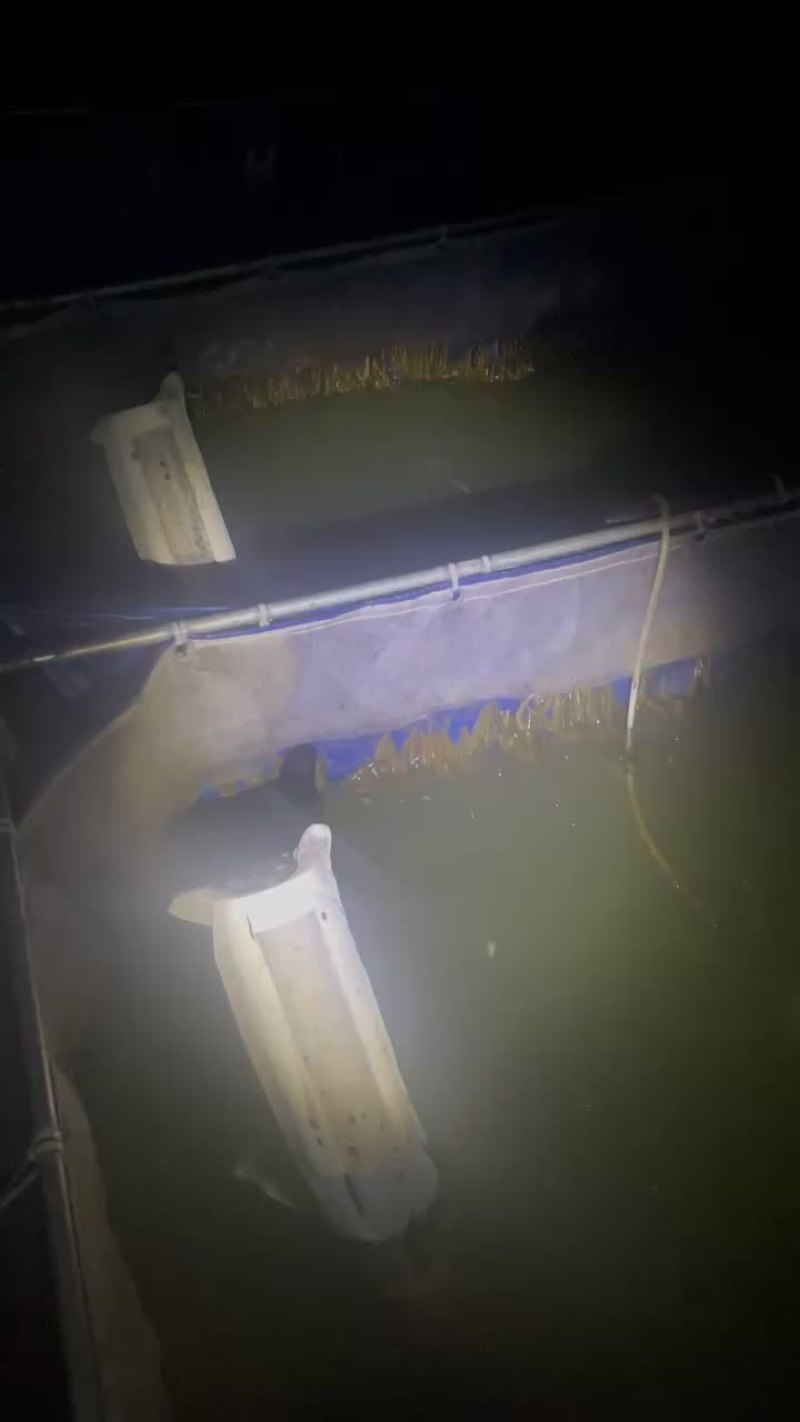水蛭，蚂蟥