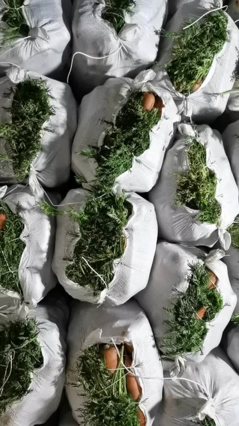 精品胡萝卜，质量优良，口感甜，有预购者请联系。