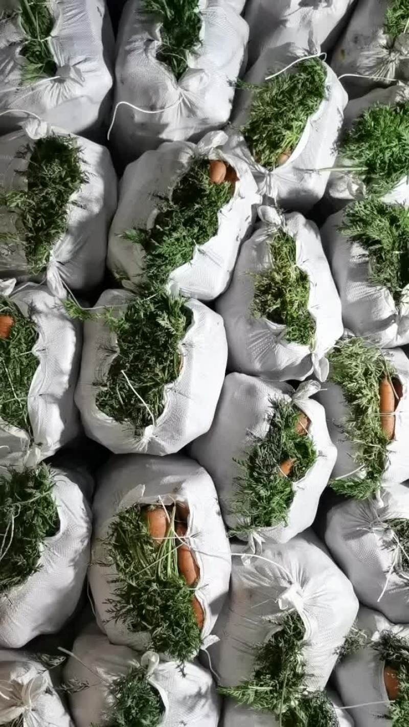 精品胡萝卜，质量优良，口感甜，有预购者请联系。