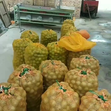 青皮核桃