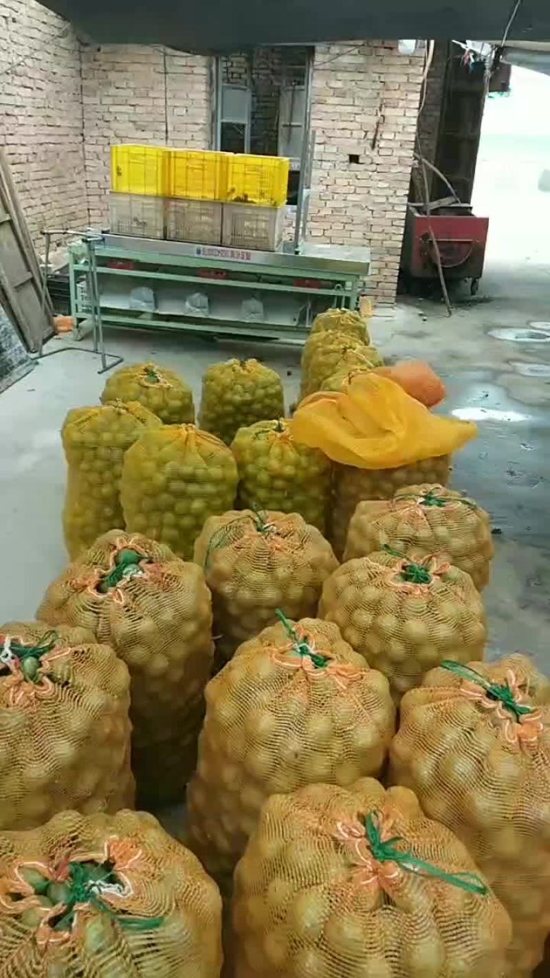 青皮核桃