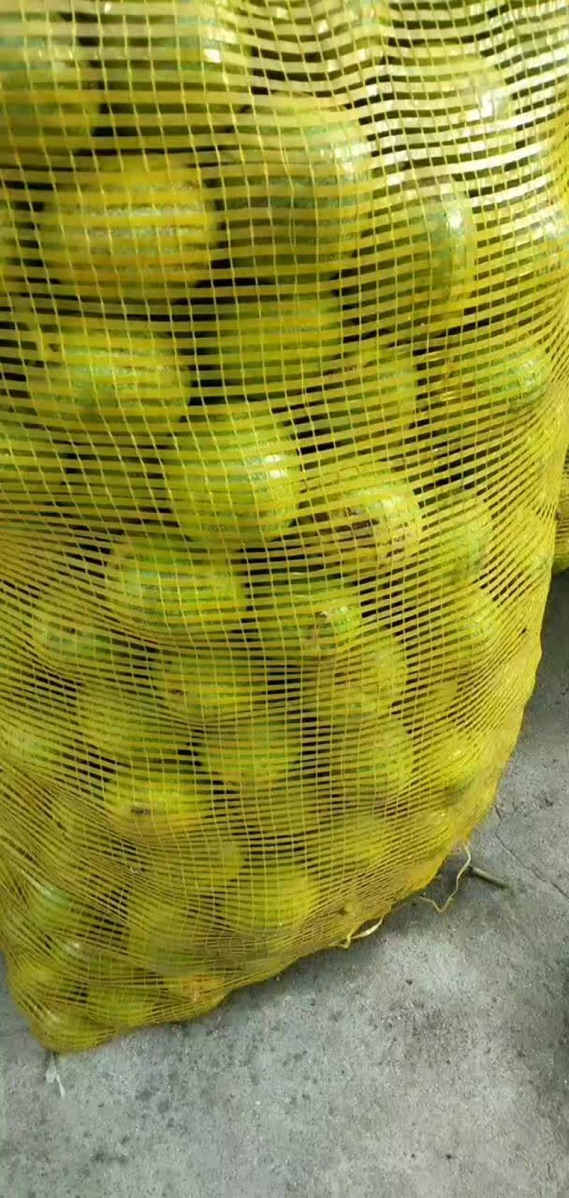 青皮核桃