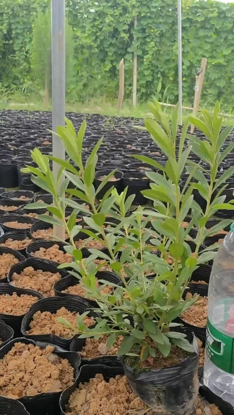 毛杜鹃，易种植，产地发货，质量保证，欢迎来电