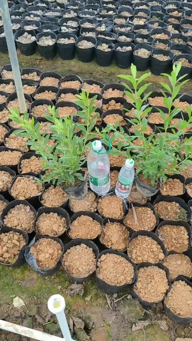 毛杜鹃，易种植，产地发货，质量保证，欢迎来电