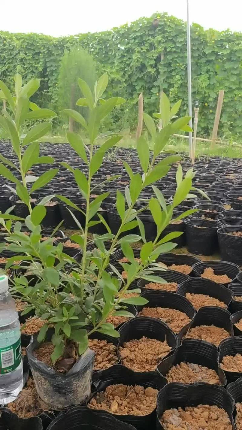 毛杜鹃，易种植，产地发货，质量保证，欢迎来电