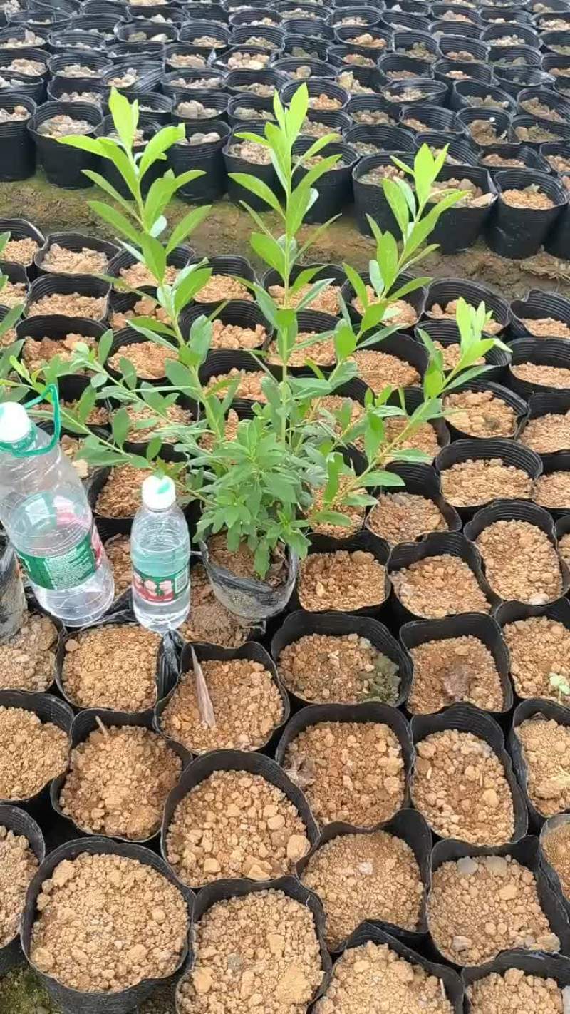 毛杜鹃，易种植，产地发货，质量保证，欢迎来电