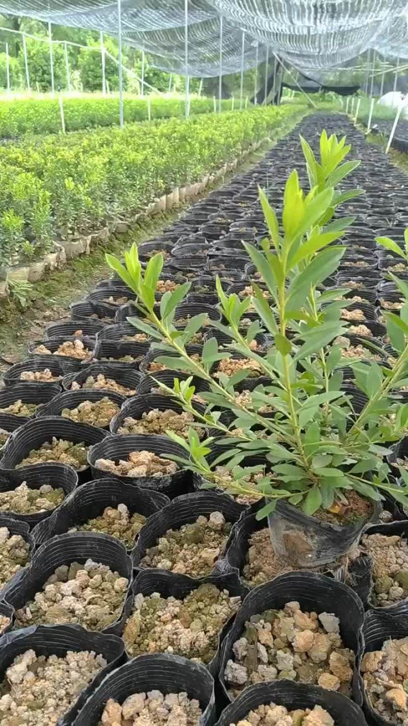 毛杜鹃，易种植，产地发货，质量保证，欢迎来电