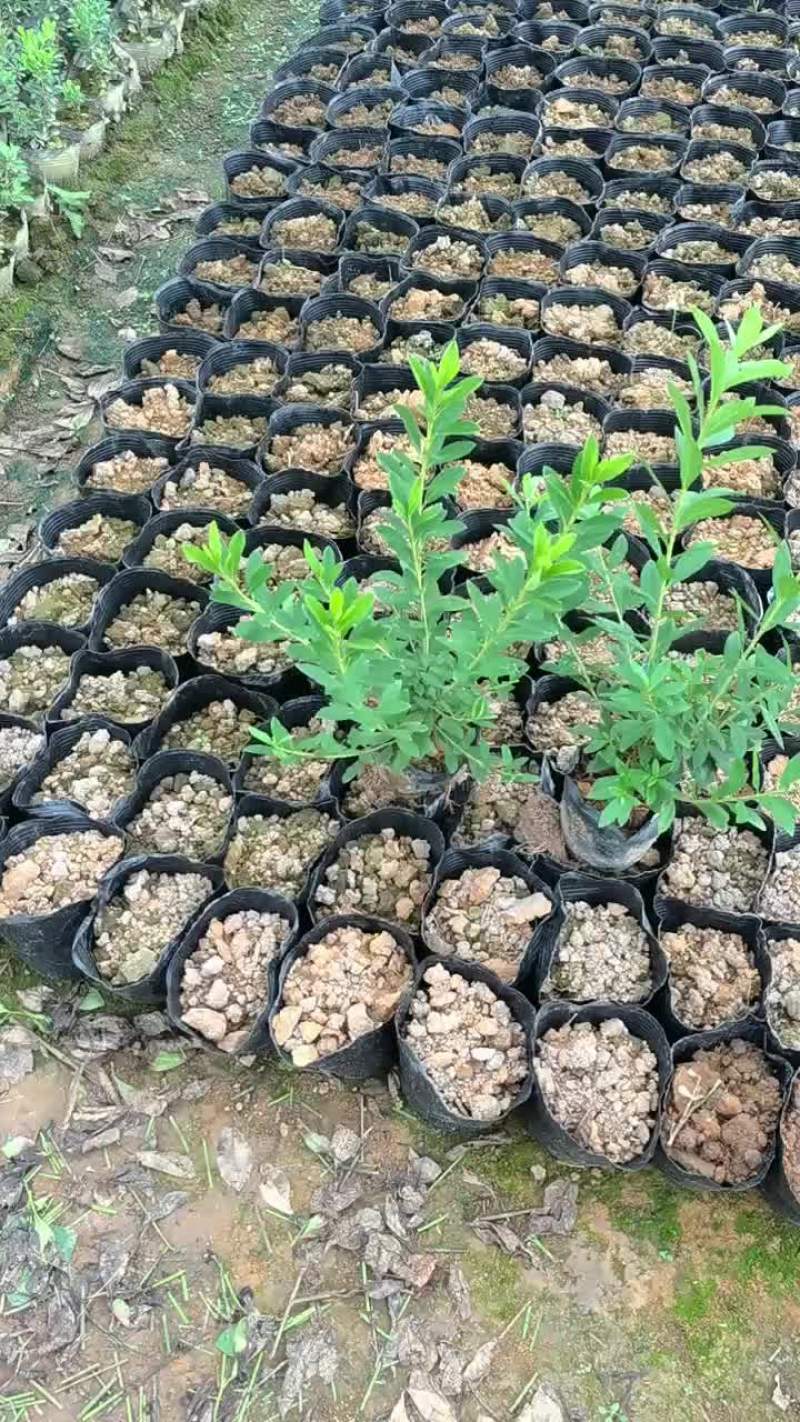 毛杜鹃，易种植，产地发货，质量保证，欢迎来电