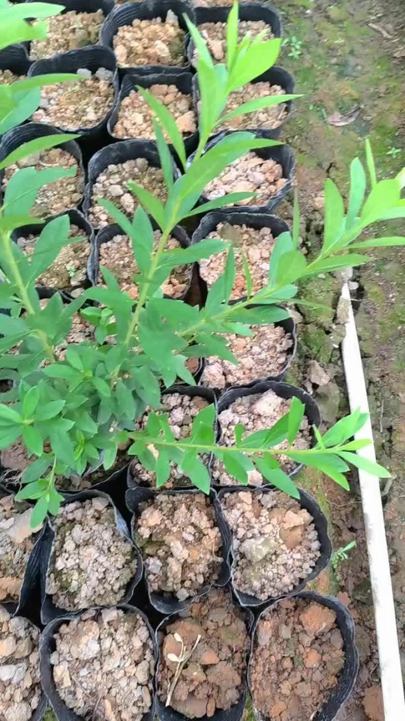 毛杜鹃，易种植，产地发货，质量保证，欢迎来电