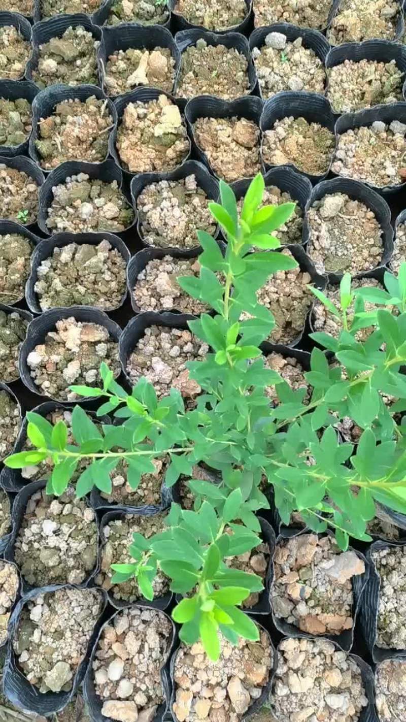 毛杜鹃，易种植，产地发货，质量保证，欢迎来电