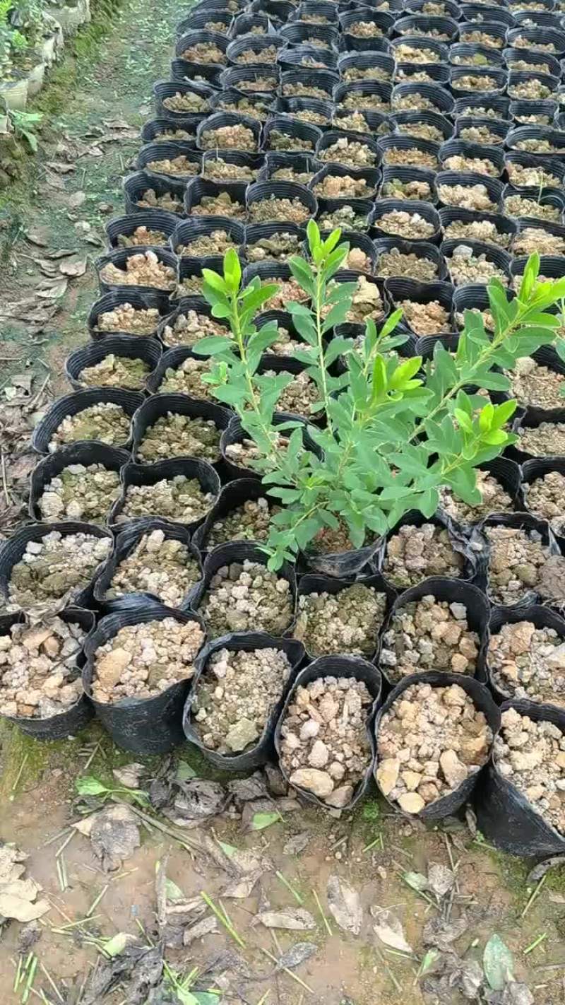 毛杜鹃，易种植，产地发货，质量保证，欢迎来电