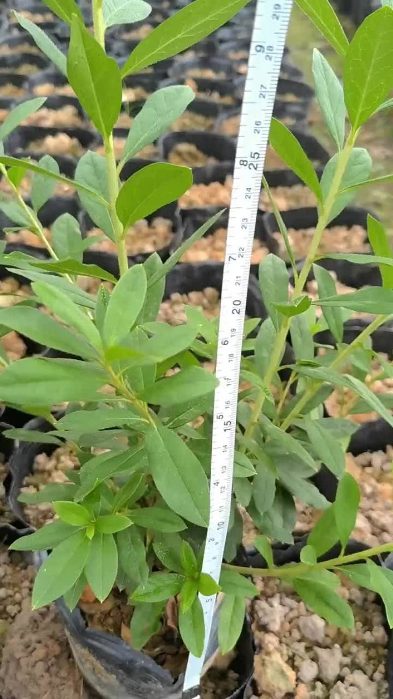 毛杜鹃，易种植，产地发货，质量保证，欢迎来电