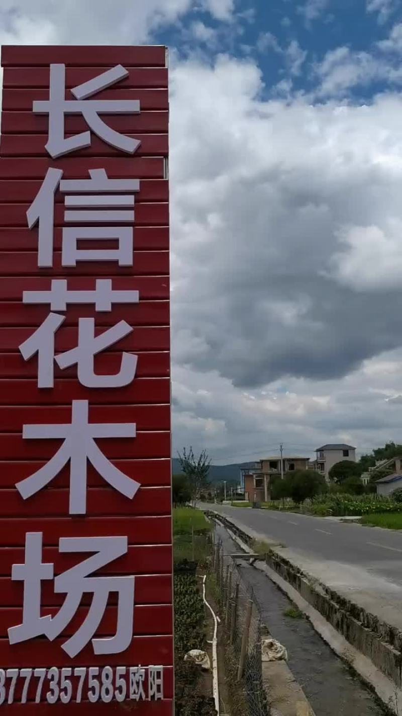 毛杜鹃，易种植，产地发货，质量保证，欢迎来电