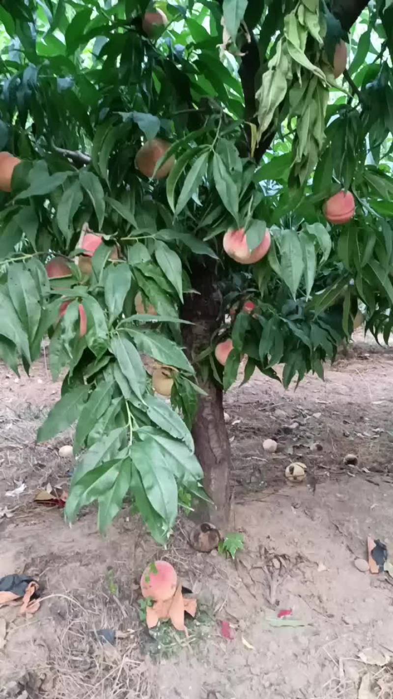 永连密