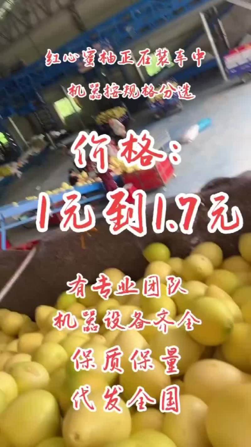 东试早柚西双版纳傣族自治州