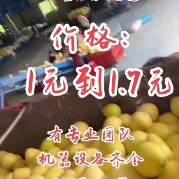 东试早柚西双版纳傣族自治州