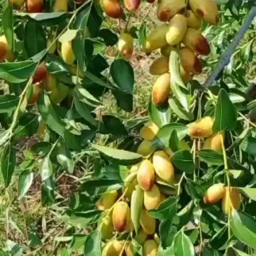 马牙枣