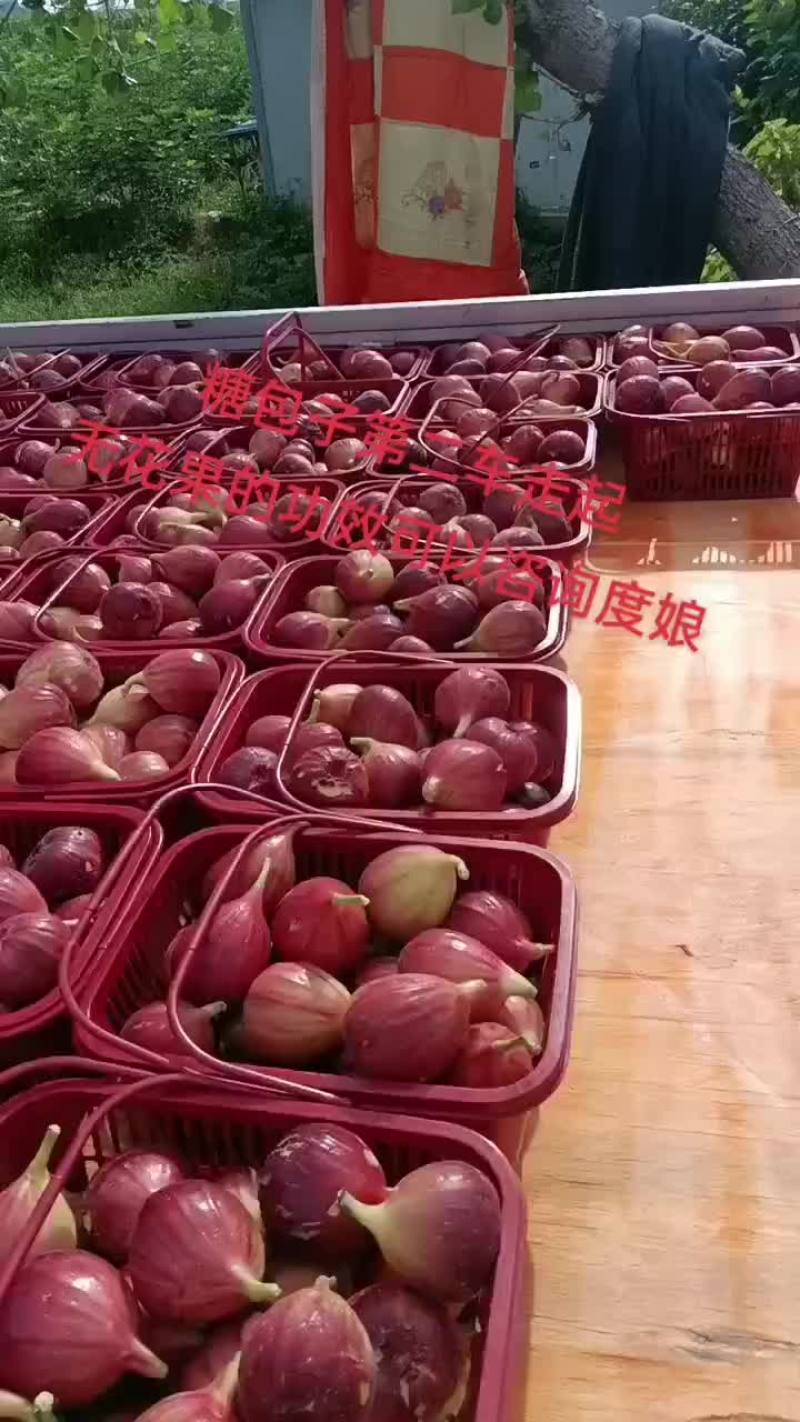 河南无花果，无花果苗