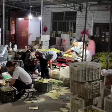 沾化大枣