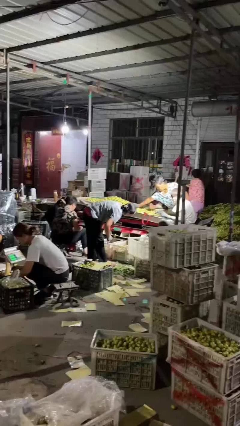 沾化大枣
