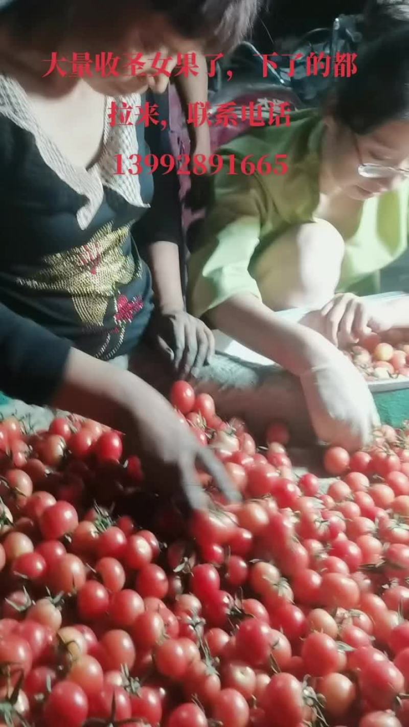 同兴村圣女果上市了