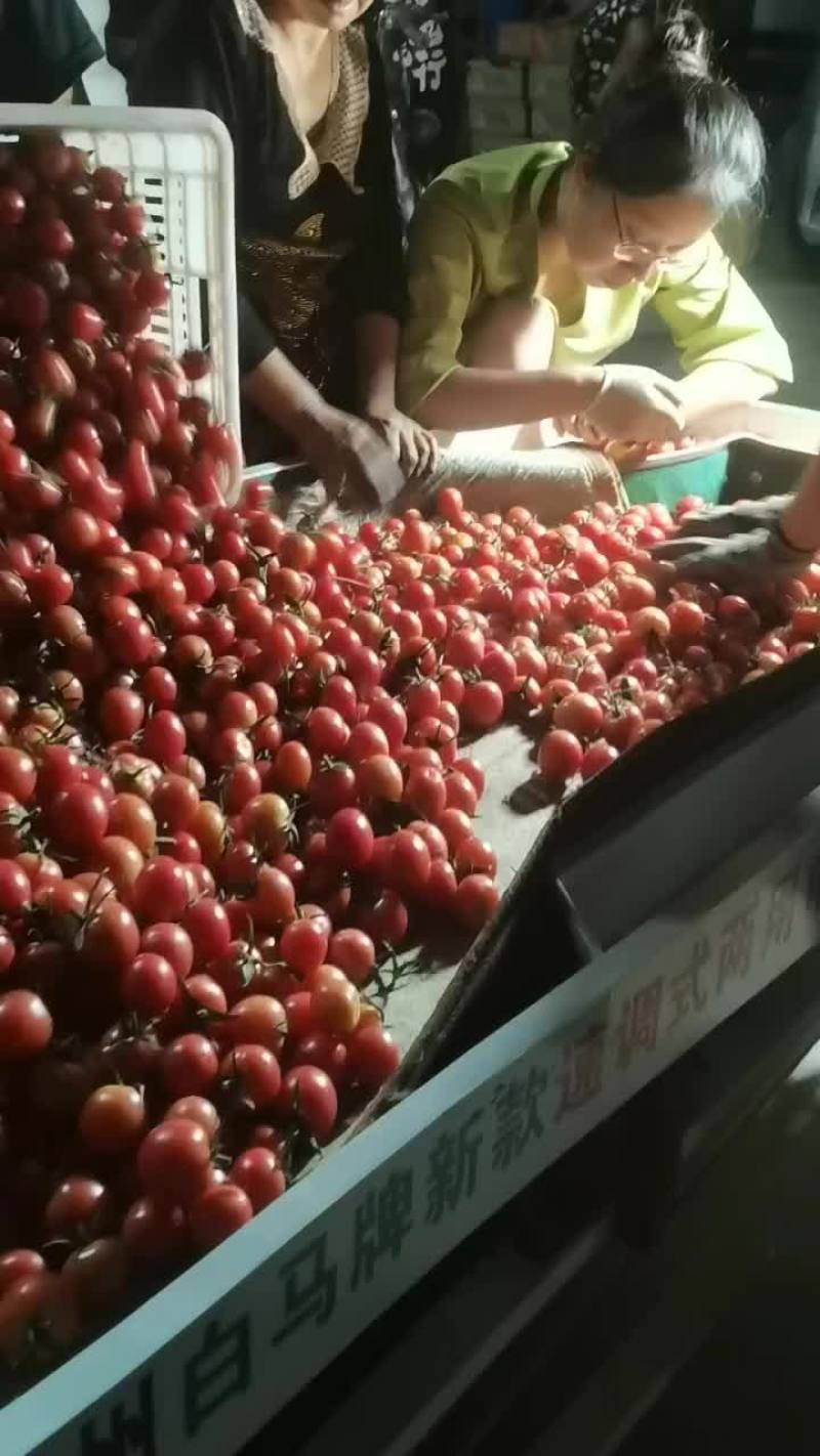 同兴村圣女果上市了