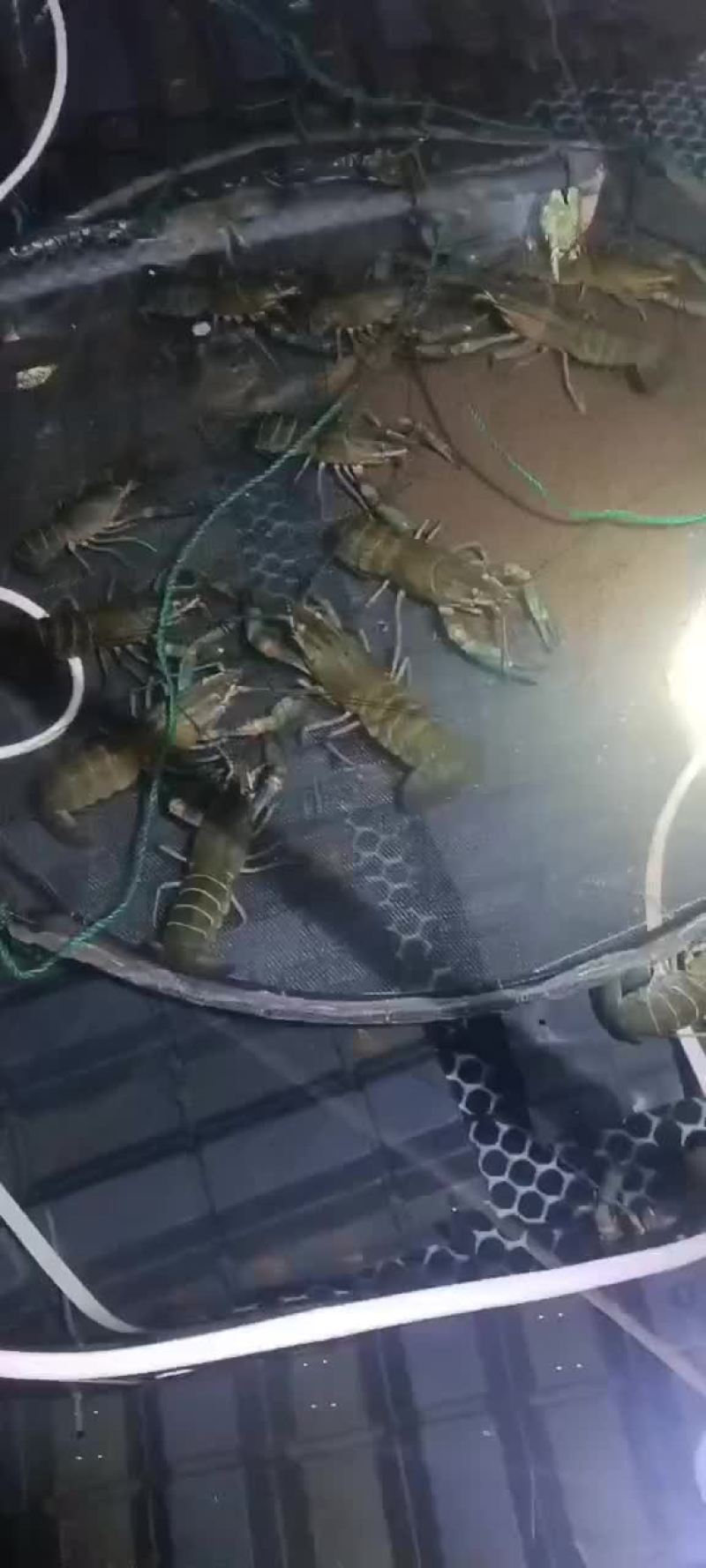 澳洲龙虾淡水