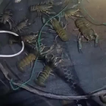 澳洲龙虾淡水